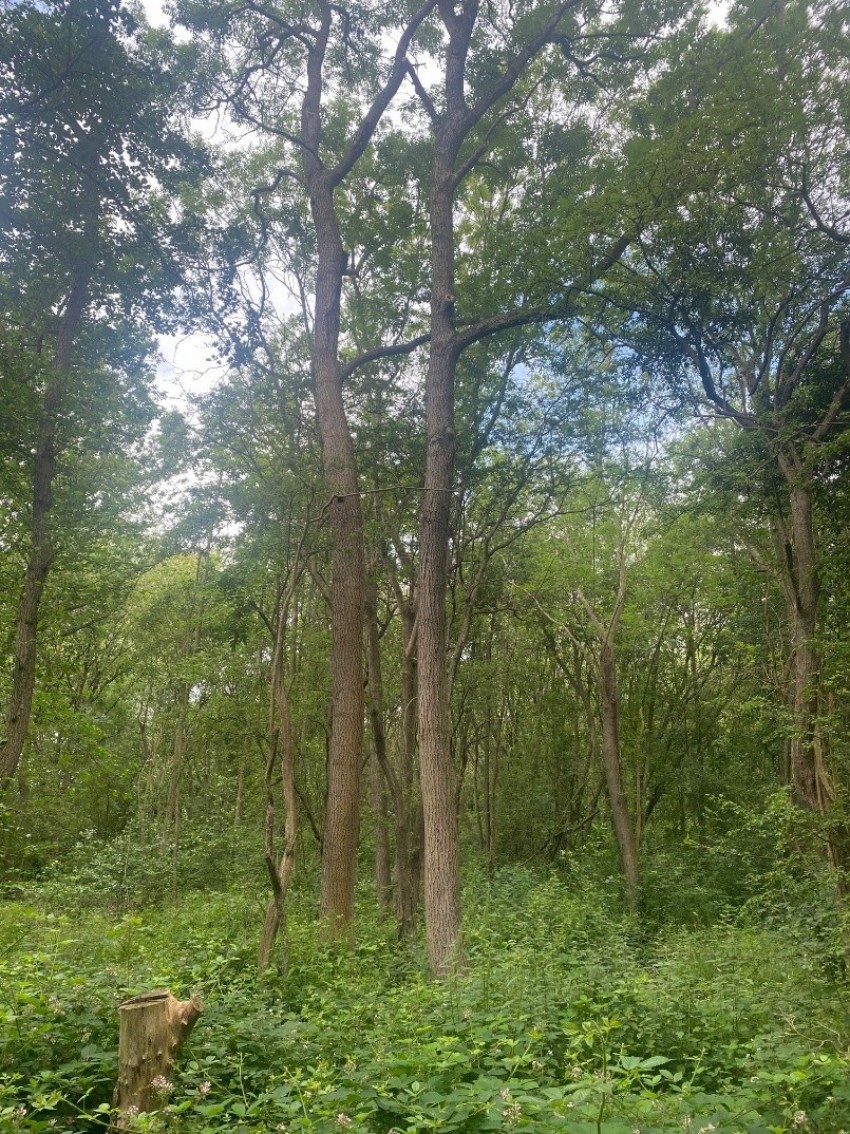 Images for Woodhouse, Worksop
